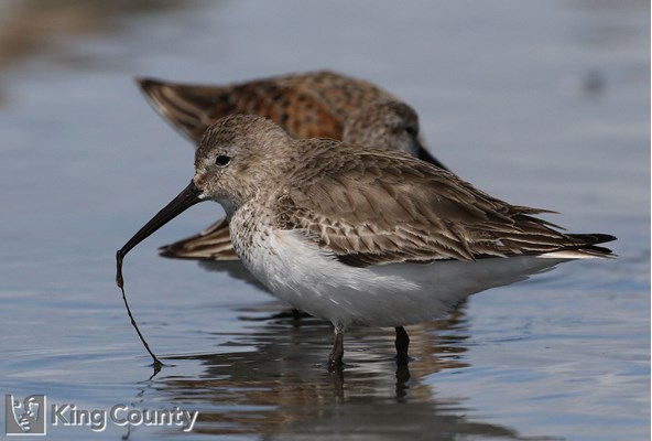 Photo of Calidris alpina